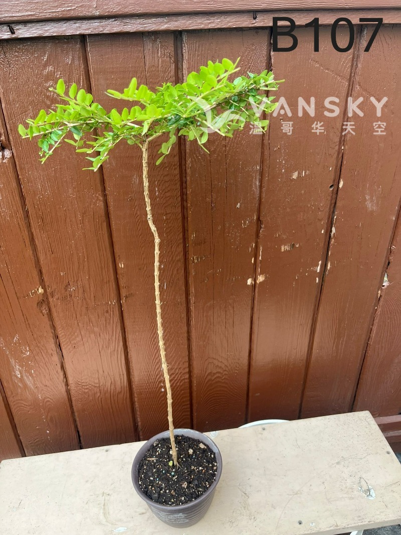 260323231116_B107 27 - 25-08.JPG